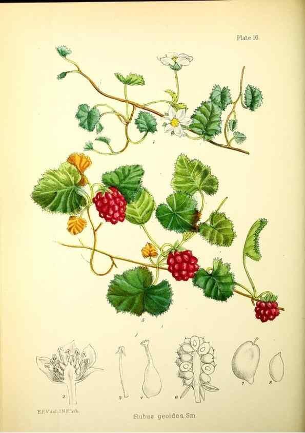 Reproducción/Reproduction 22399707932: Illustrations of the flowering plants and ferns of the Falkland Islands,. London,L. Reeve & Co.,1921.
