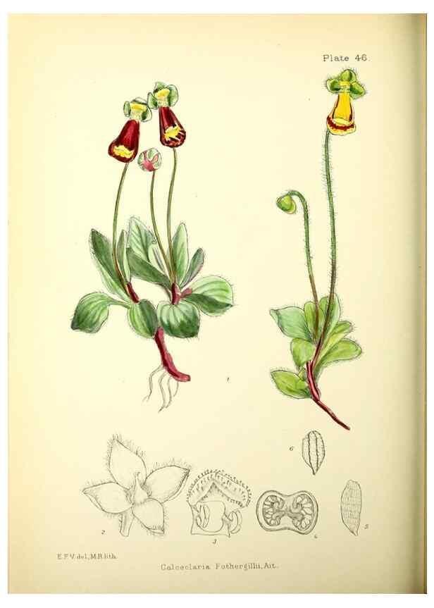 Reproducción/Reproduction 22226172779: Illustrations of the flowering plants and ferns of the Falkland Islands,. London,L. Reeve & Co.,1921.