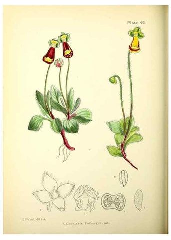Reproducción/Reproduction 22226172779: Illustrations of the flowering plants and ferns of the Falkland Islands,. London,L. Reeve & Co.,1921.