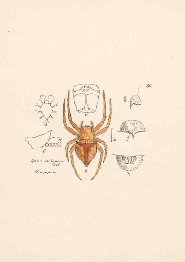 Reproducción/Reproduction 23916263553: Malaysian spiders.. Belfast :T. Workman,1896-1900.
