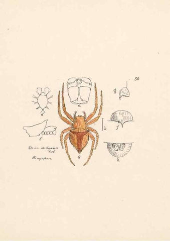 Reproducción/Reproduction 23916263553: Malaysian spiders.. Belfast :T. Workman,1896-1900.