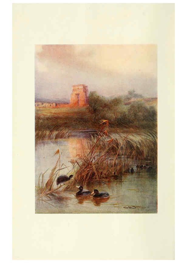 Reproducción/Reproduction 6465926663: Egyptian birds for the most part seen in the Nile Valley London,A. and C. Black,1909