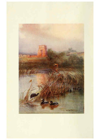 Reproducción/Reproduction 6465926663: Egyptian birds for the most part seen in the Nile Valley London,A. and C. Black,1909