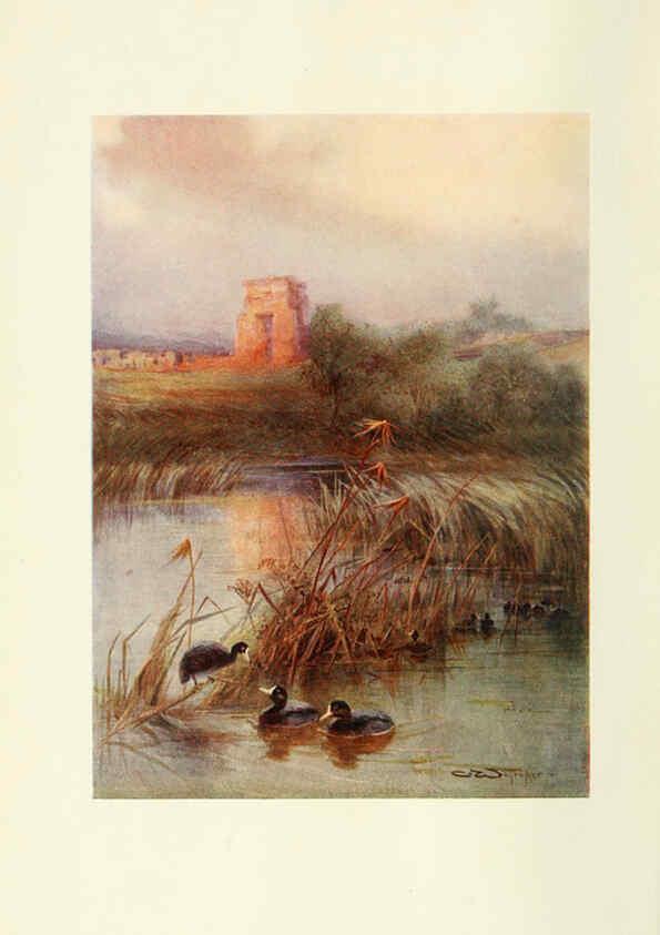 Reproducción/Reproduction 6465926663: Egyptian birds for the most part seen in the Nile Valley London,A. and C. Black,1909