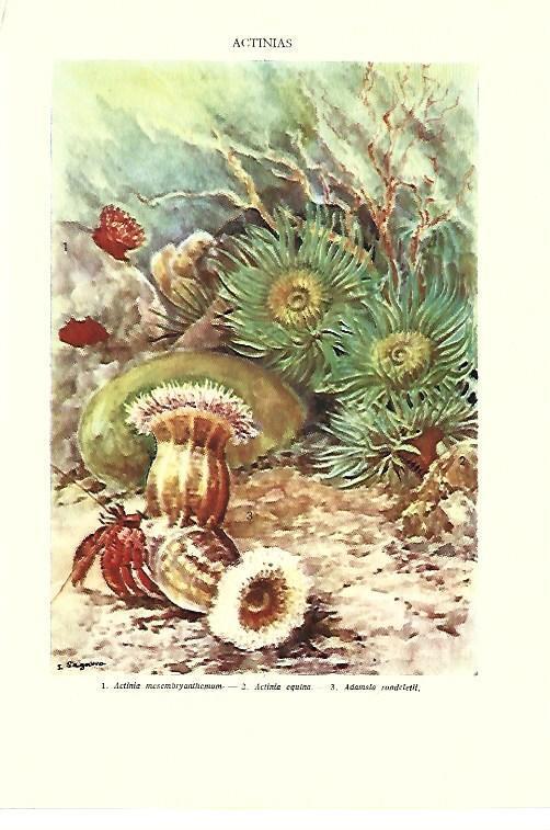 LAMINA ESPASA 40428: Actinias
