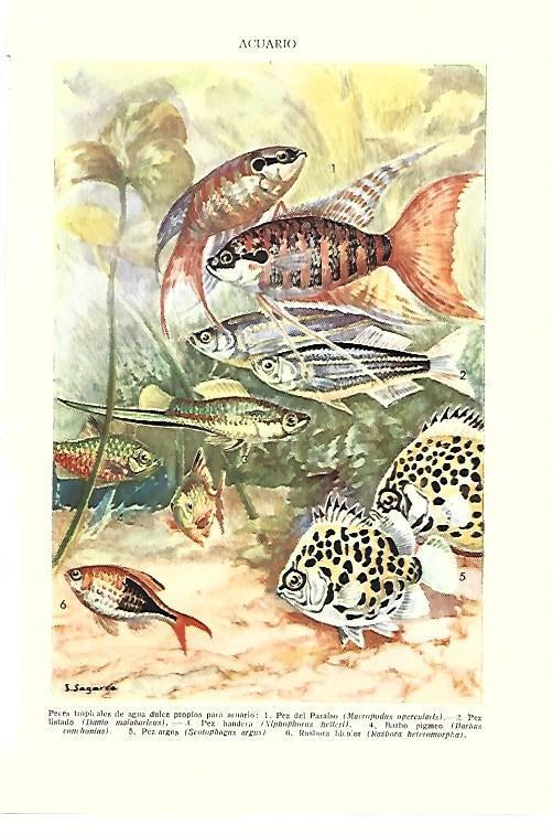 LAMINA ESPASA 40429: Acuario