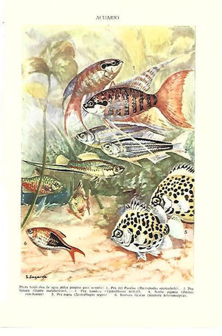 LAMINA ESPASA 40429: Acuario