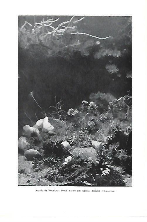 LAMINA ESPASA 40430: Fondo marino en el Acuario de Barcelona