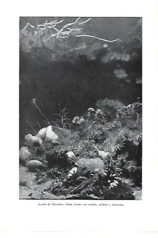 LAMINA ESPASA 40430: Fondo marino en el Acuario de Barcelona