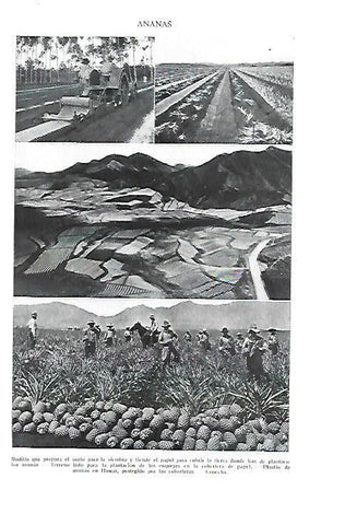 LAMINA ESPASA 40339: Ananas