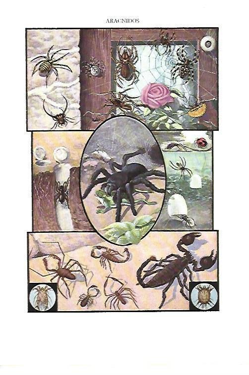 LAMINA ESPASA 40355: Aracnidos