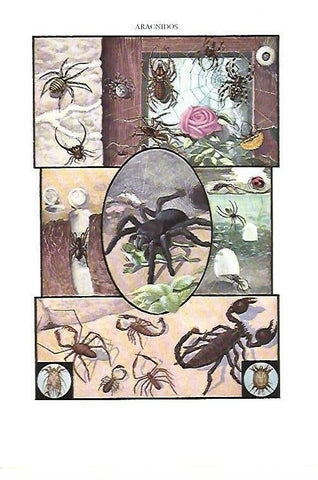 LAMINA ESPASA 40355: Aracnidos