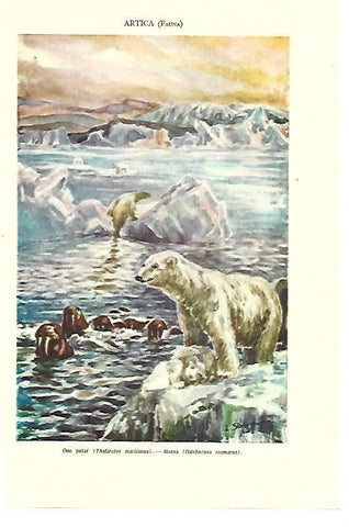 LAMINA ESPASA 40361: Fauna Artica
