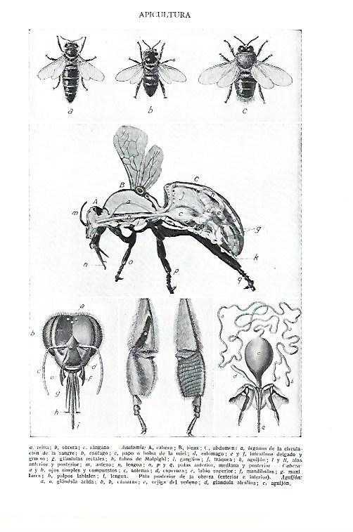 LAMINA ESPASA 40462: Tipos de abejas