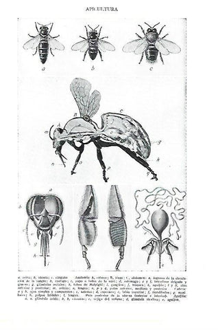 LAMINA ESPASA 40462: Tipos de abejas