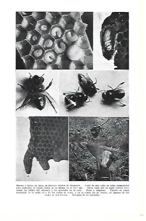 LAMINA ESPASA 40463: Huevos y larvas de abejas