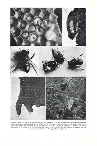 LAMINA ESPASA 40463: Huevos y larvas de abejas