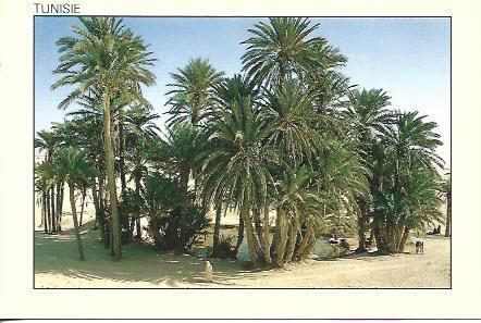 POSTAL A7038: Oasis en el Sahara de Tunez