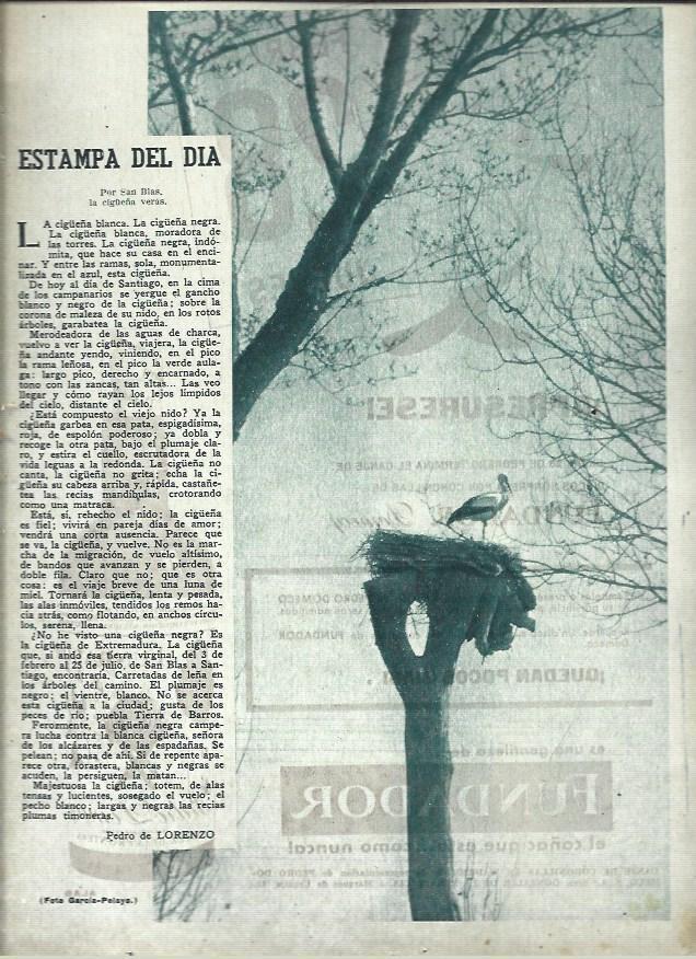 LAMINA 41024: Cigüeña