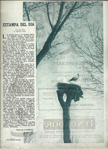 LAMINA 41024: Cigüeña