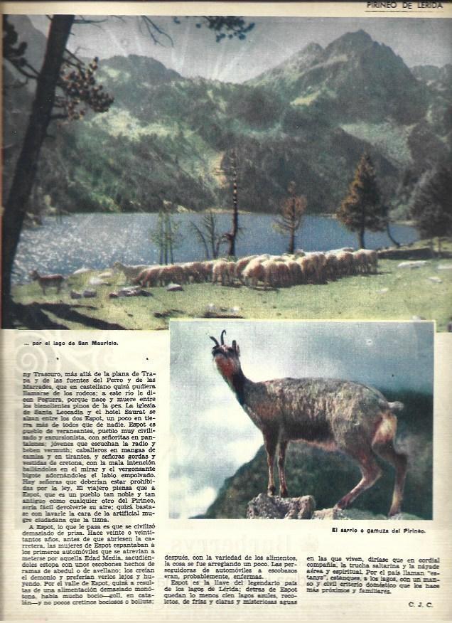 LAMINA 40834: Sarrio o gamuza del Pirineo