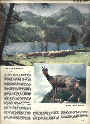 LAMINA 40834: Sarrio o gamuza del Pirineo