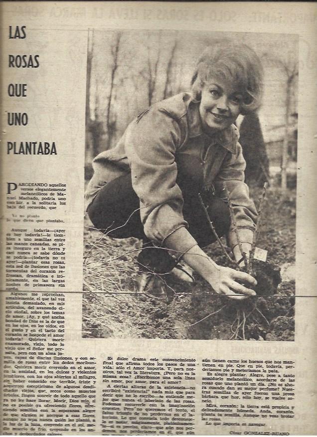 LAMINA 40951: Mujer plantando rosas