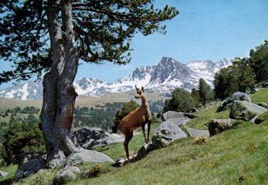 POSTAL PV13406: Vall d'Envalire, Andorra