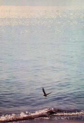 POSTAL PV13460: Habia una vez un mar por Hans Herbrt fotografo