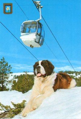 POSTAL PV13474: Perro San Bernando tumbado en la nieve