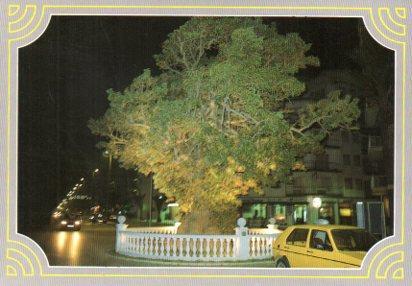 POSTAL PV13340: Passeig Maritim, Pineda de Mar