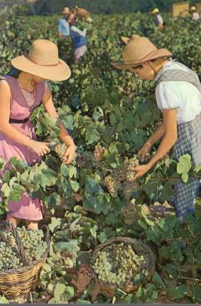 POSTAL PV13305: Cavas Codorniu. Vendimia
