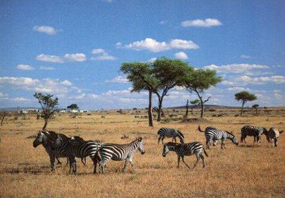 POSTAL PV13351: Zebras en Kenia