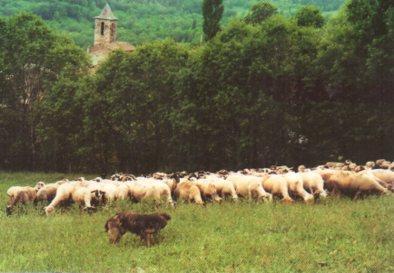 POSTAL PV13370: Remat de Cal Joan, Meranges, Girona