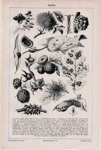 LAMINA ESPASA V52177: Agallas