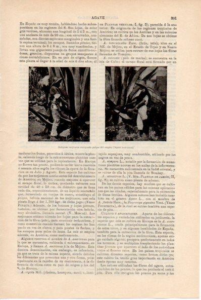 LAMINA ESPASA V52180: Indigenas de Mejico extrayendo pulpa del maguey