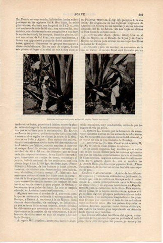 LAMINA ESPASA V52180: Indigenas de Mejico extrayendo pulpa del maguey