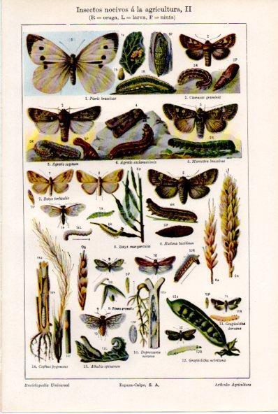 LAMINA ESPASA V52199: Insectos nocivos a la agricultura II