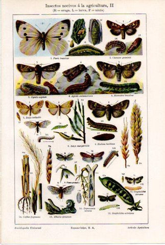 LAMINA ESPASA V52199: Insectos nocivos a la agricultura II
