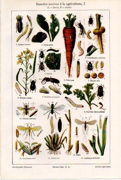 LAMINA ESPASA V52198: Insectos nocivos a la agricultura I
