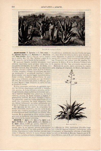 LAMINA ESPASA V52181: Plantacion de maguey en Mejico