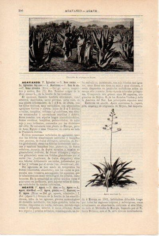 LAMINA ESPASA V52181: Plantacion de maguey en Mejico