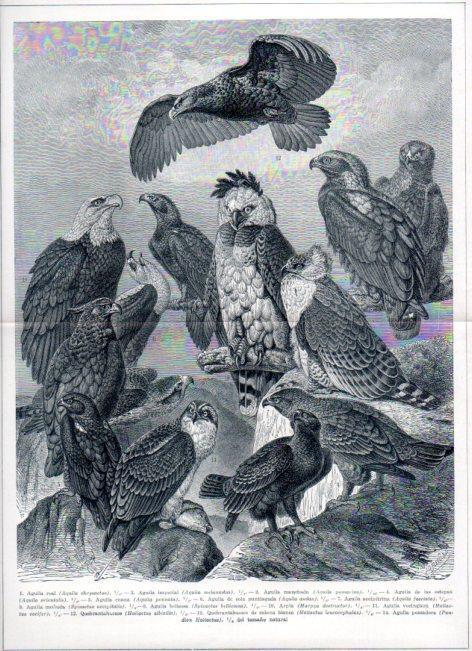 LAMINA ESPASA V52281: Tipos de aguilas