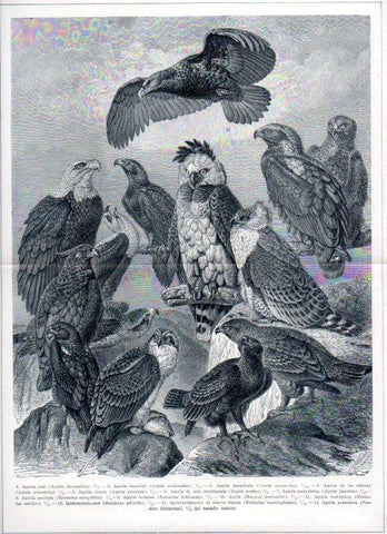 LAMINA ESPASA V52281: Tipos de aguilas