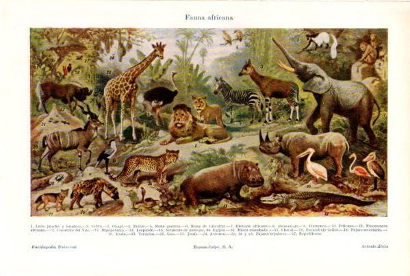 LAMINA ESPASA V52308: Fauna de Africa
