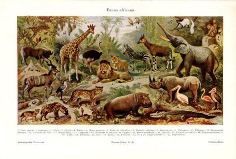 LAMINA ESPASA V52308: Fauna de Africa