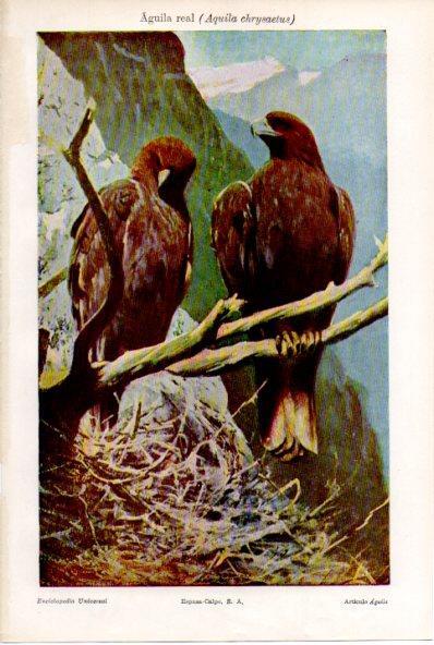 LAMINA ESPASA V52230: Aguila real