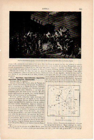 LAMINA ESPASA V52227: Napoleon distribuyendo las aguilas por Luis David