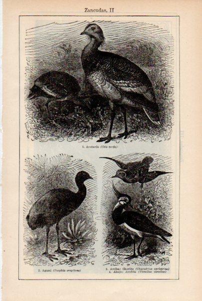 LAMINA ESPASA V51954: Avutarda, agami, chorlito y avefria