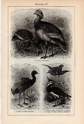 LAMINA ESPASA V51954: Avutarda, agami, chorlito y avefria